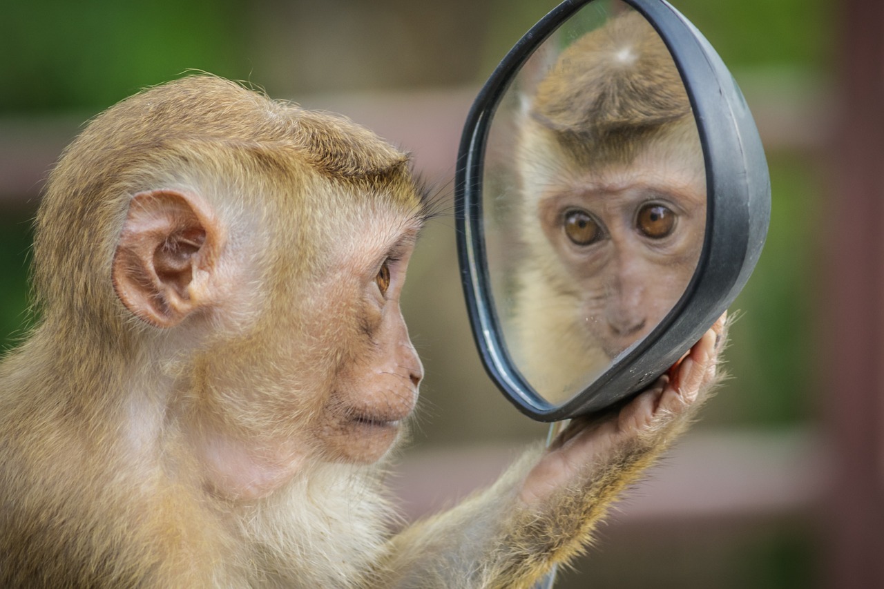 ¿Reconocen los animales su reflejo en un espejo?