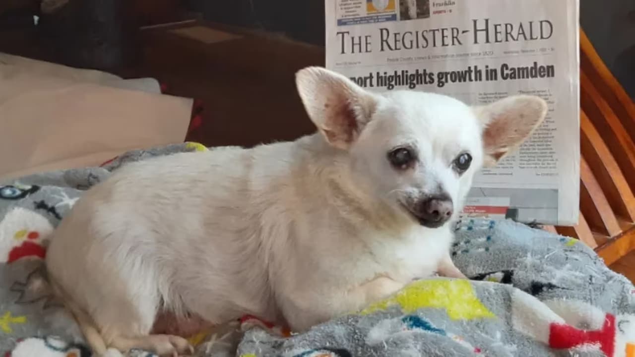 Cão mais velho do mundo