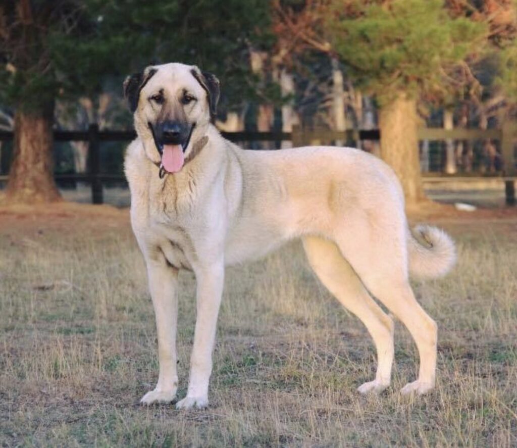Cachorro Kangal