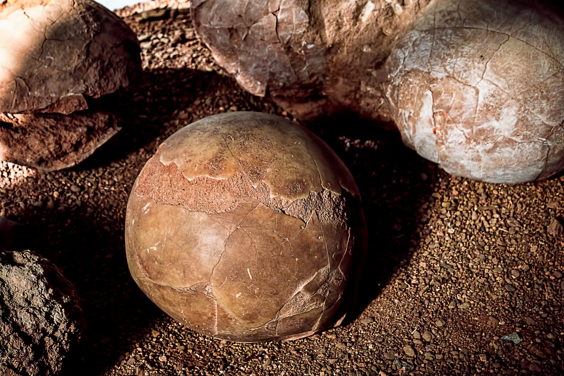 Titanossauros: fósseis de ovos são usados para explicar como os animais viviam