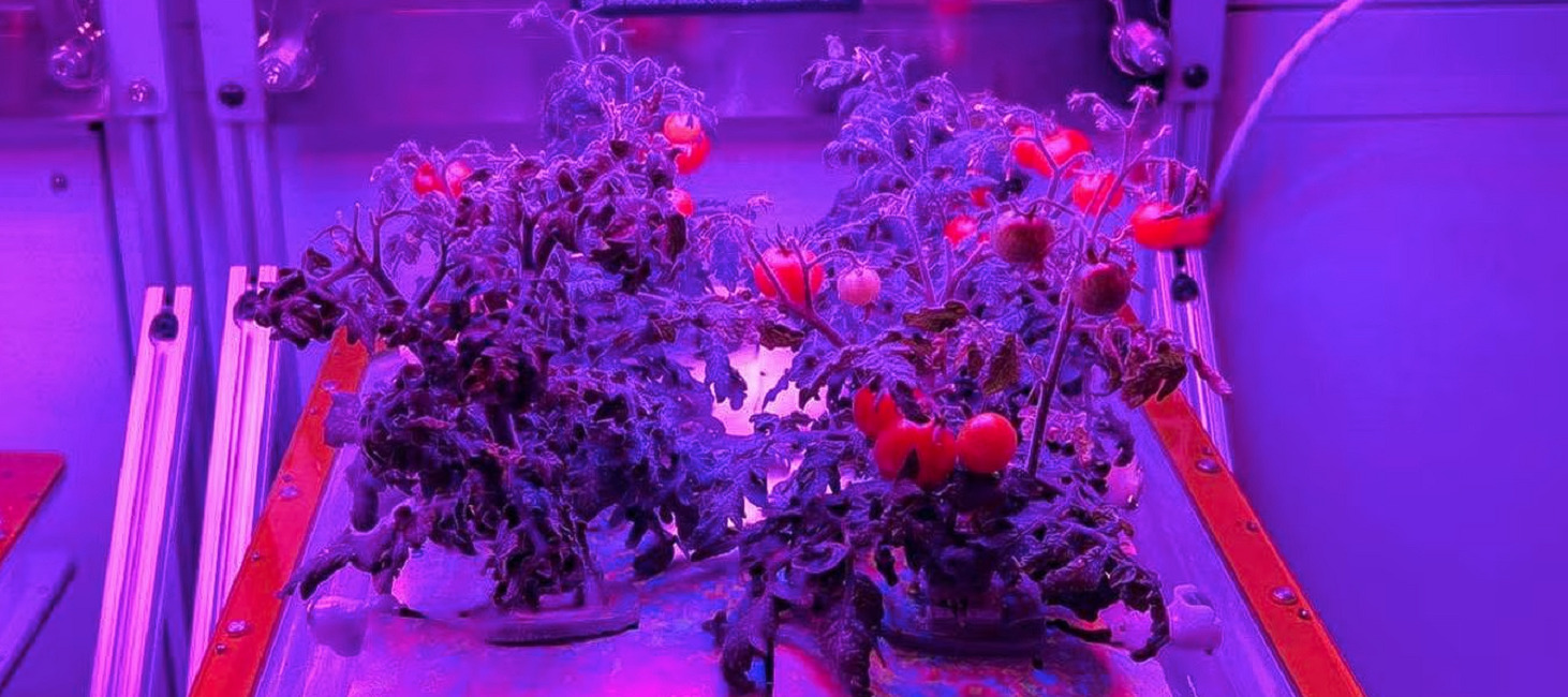 Tomates Espaciais