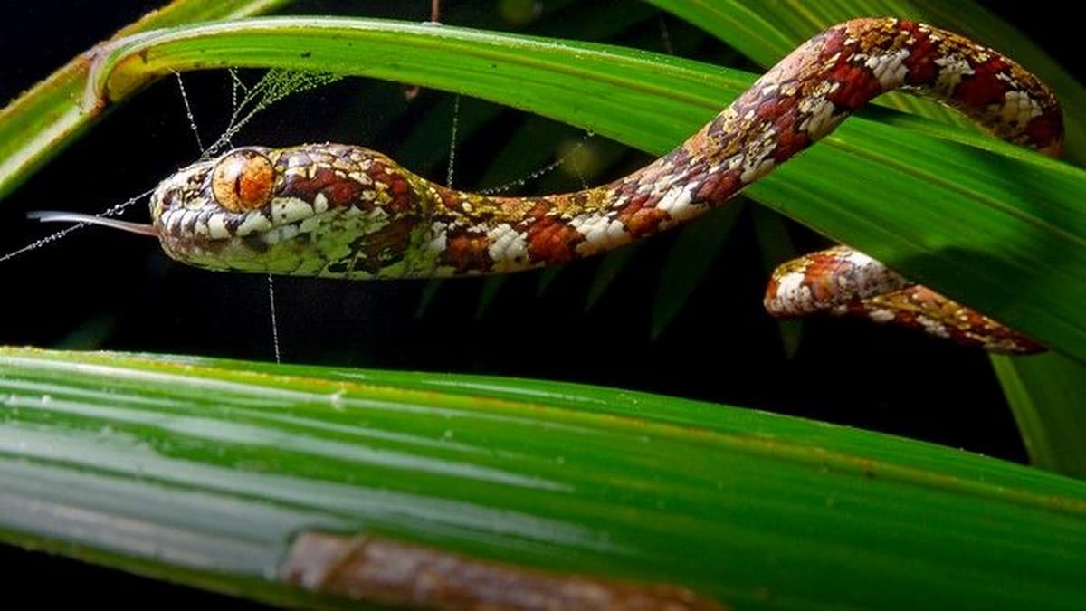 Cobra