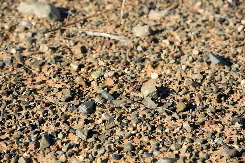 Consegue encontrar o lagarto neste desafio?