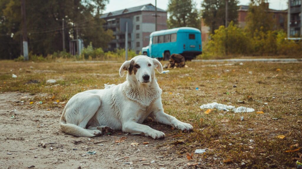Cães de Chernobyl