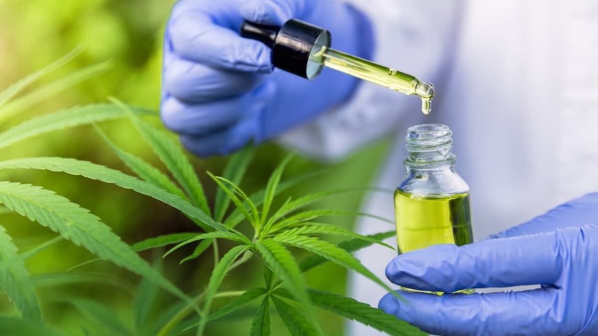 Cannabis é cultivada para fins medicinais por empresa