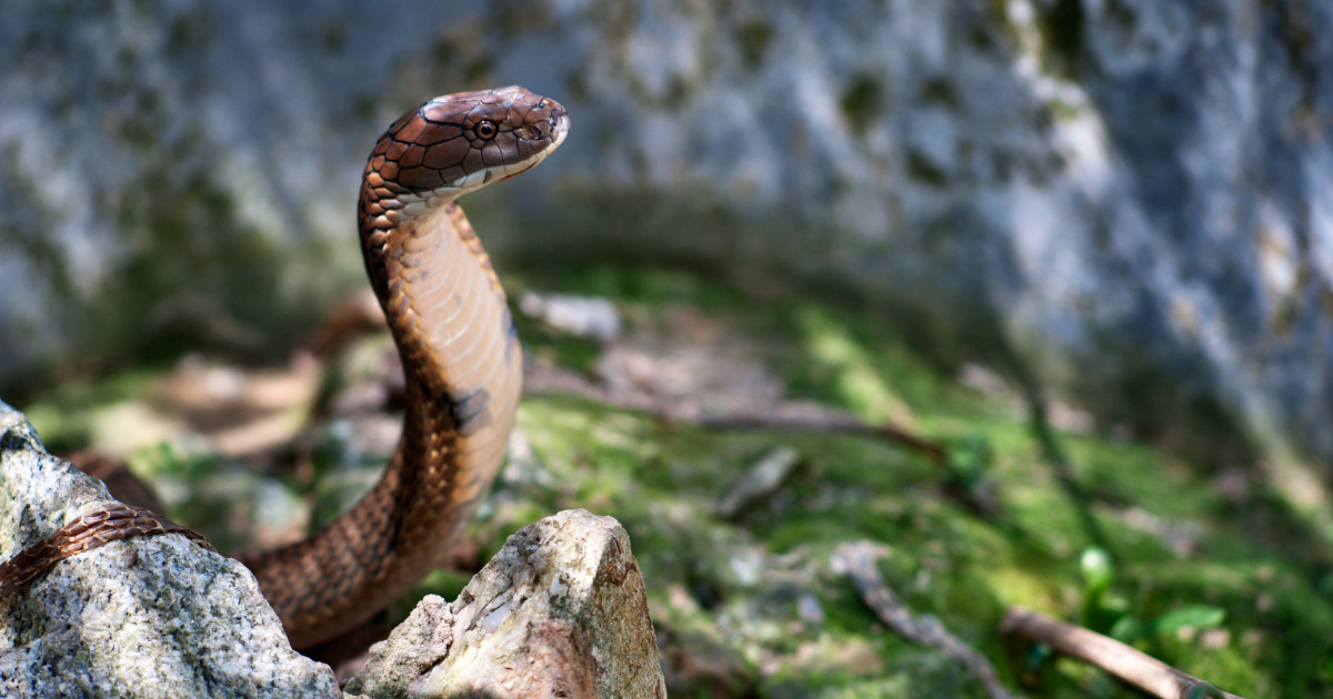 cobra em pé
