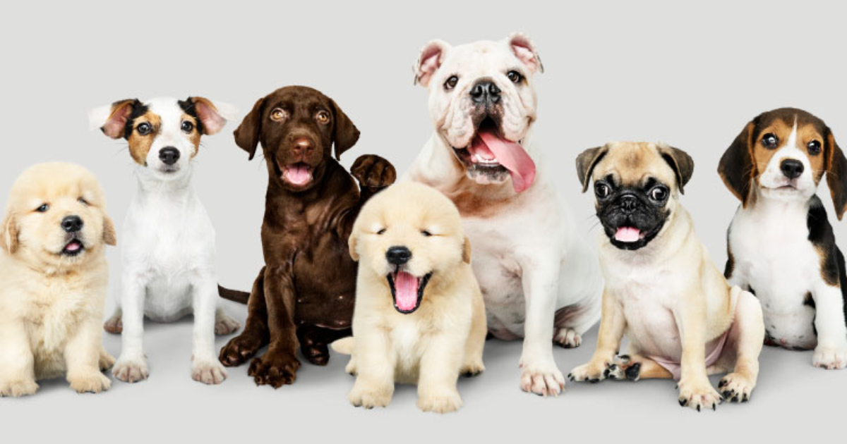 13 formas de comunicação que seu cachorrinho usa para falar com você