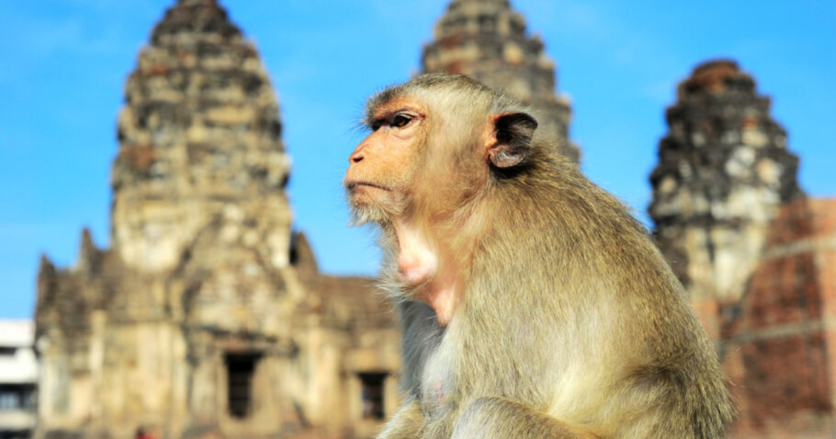 A new study involving INTRIGA monkey scientists
