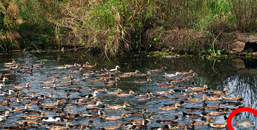 Resultado: você consegue encontrar o peixe em 12 segundos?