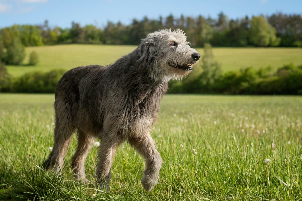 5 endangered dog breeds