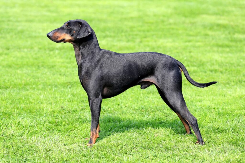 5 endangered dog breeds