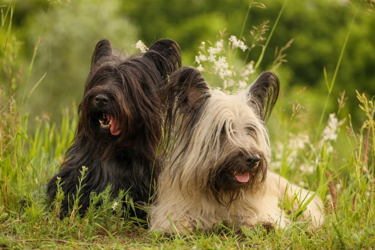 5 endangered dog breeds