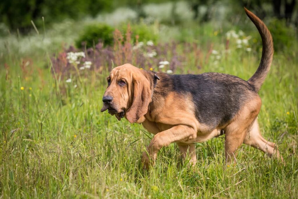 5 endangered dog breeds