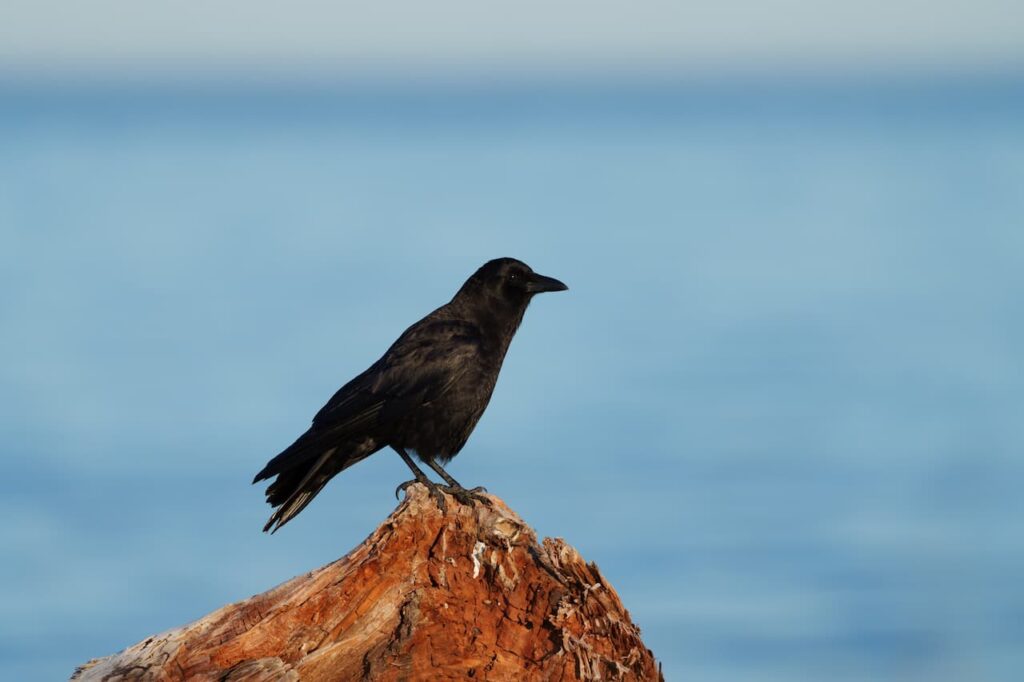 Crows showed different behaviors individually