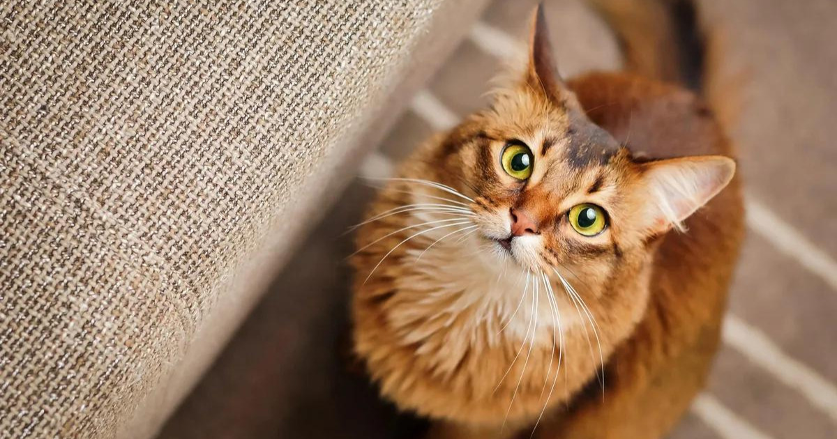curiosidades sobre os gatos
