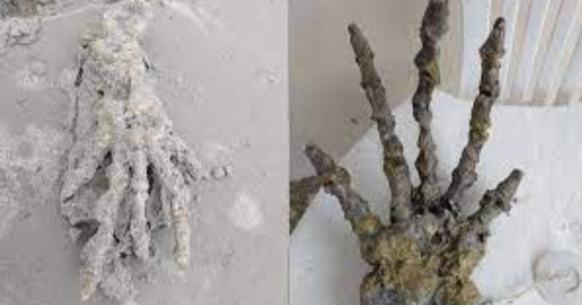Mão esquelética encontrada em praia assusta banhistas