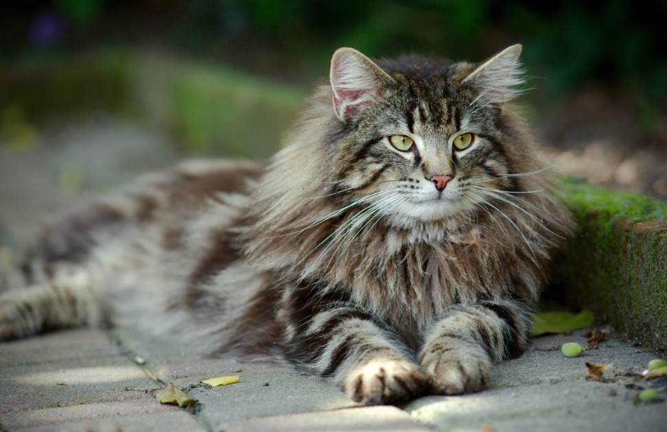 raças de gatos para cada signo