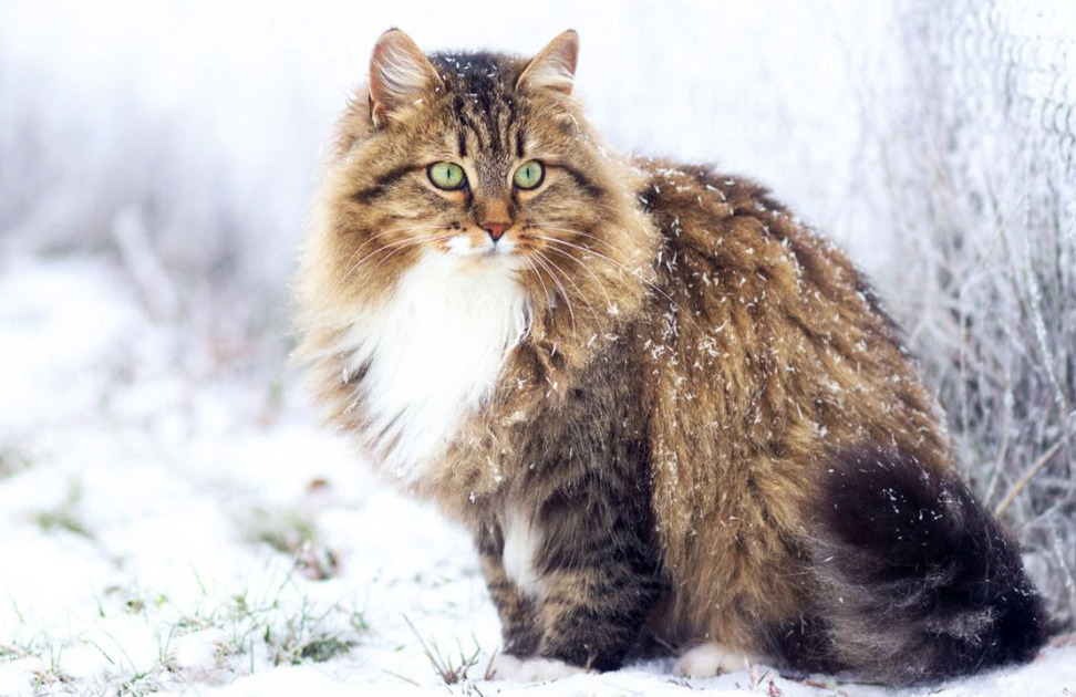 raças de gatos para cada signo