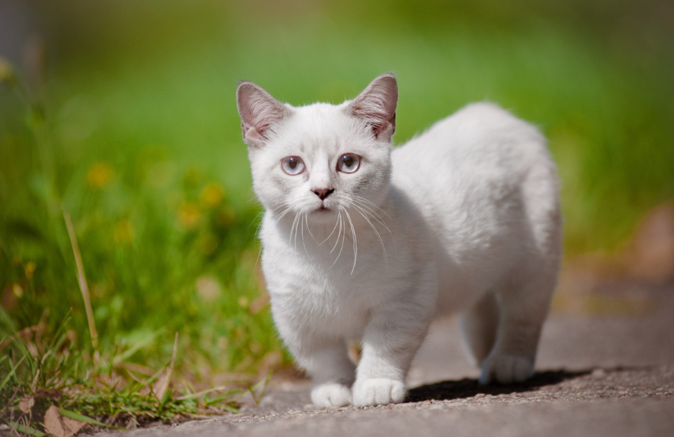 raças de gatos para cada signo