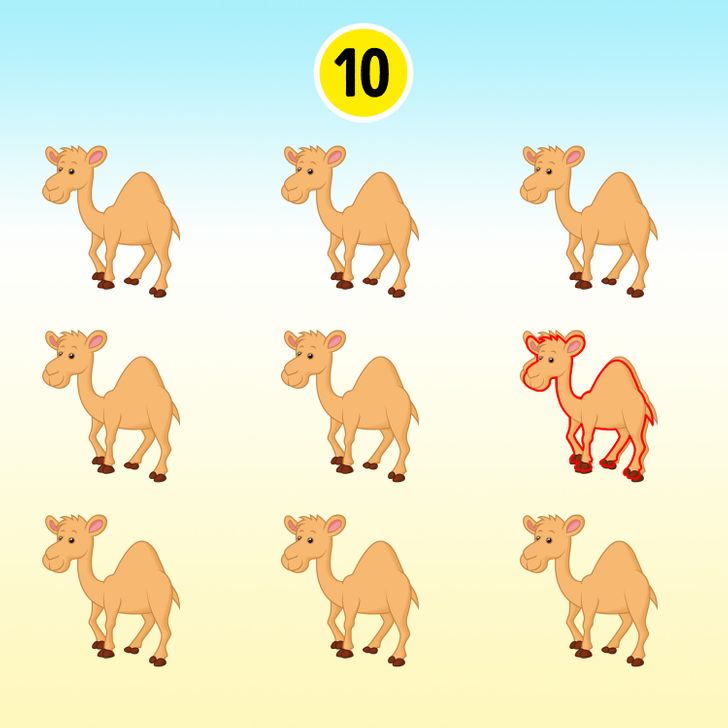 Aqui está o resultado do desafio visual dos camelos