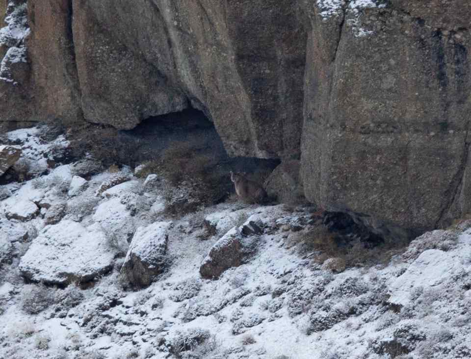 Aqui está. O resultado de onde o puma se encontra na imagem