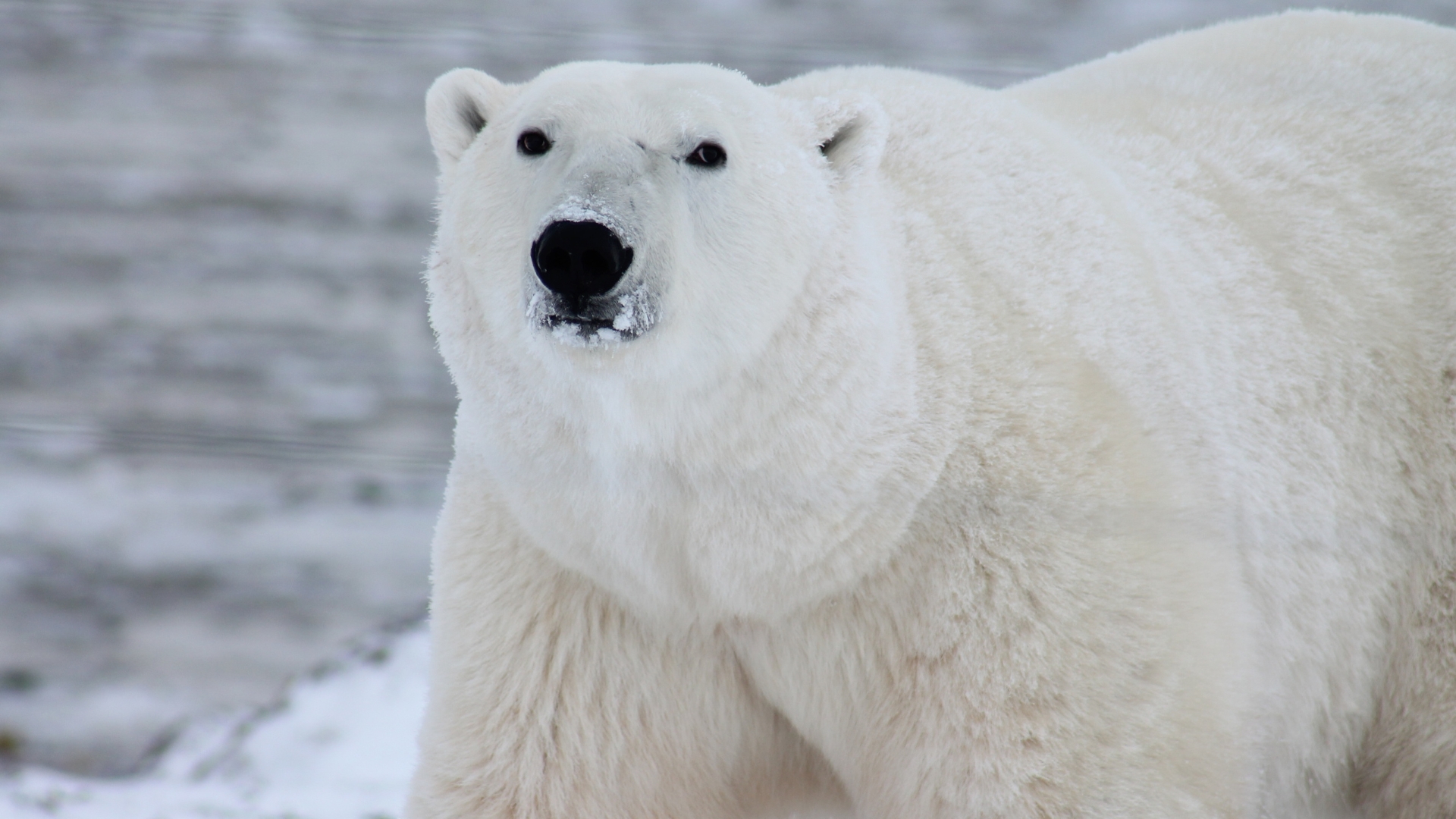 Teste de QI: encontre o urso polar na imagem!