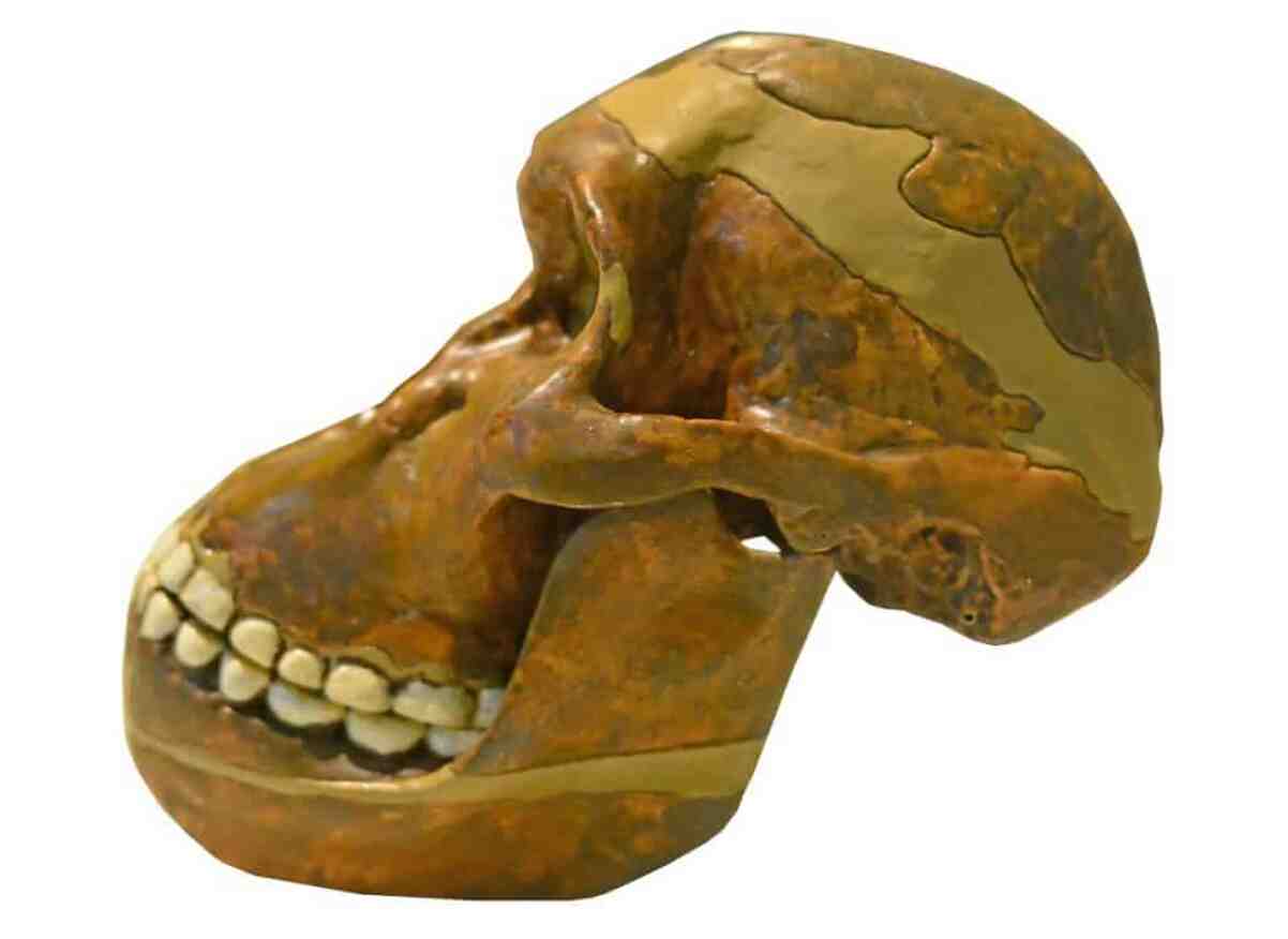 Los antepasados ​​y sus dientes rectos: Entendiendo este rompecabezas evolutivo
