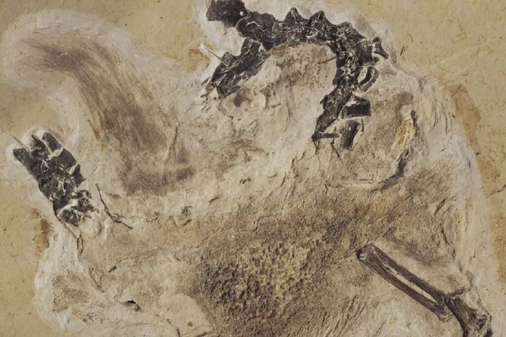 Após quase 30 anos, fóssil de dinossauro é devolvido ao Brasil