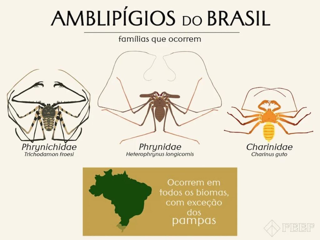 A aranha de Harry Potter que existe na vida real, inclusive no Brasil