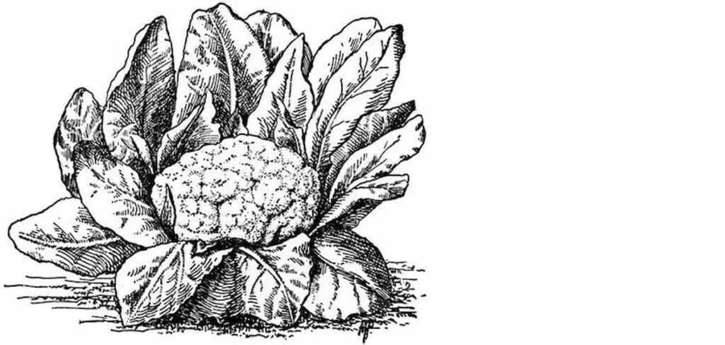 Forgotten in time: a list of 5 foods that are extinct
