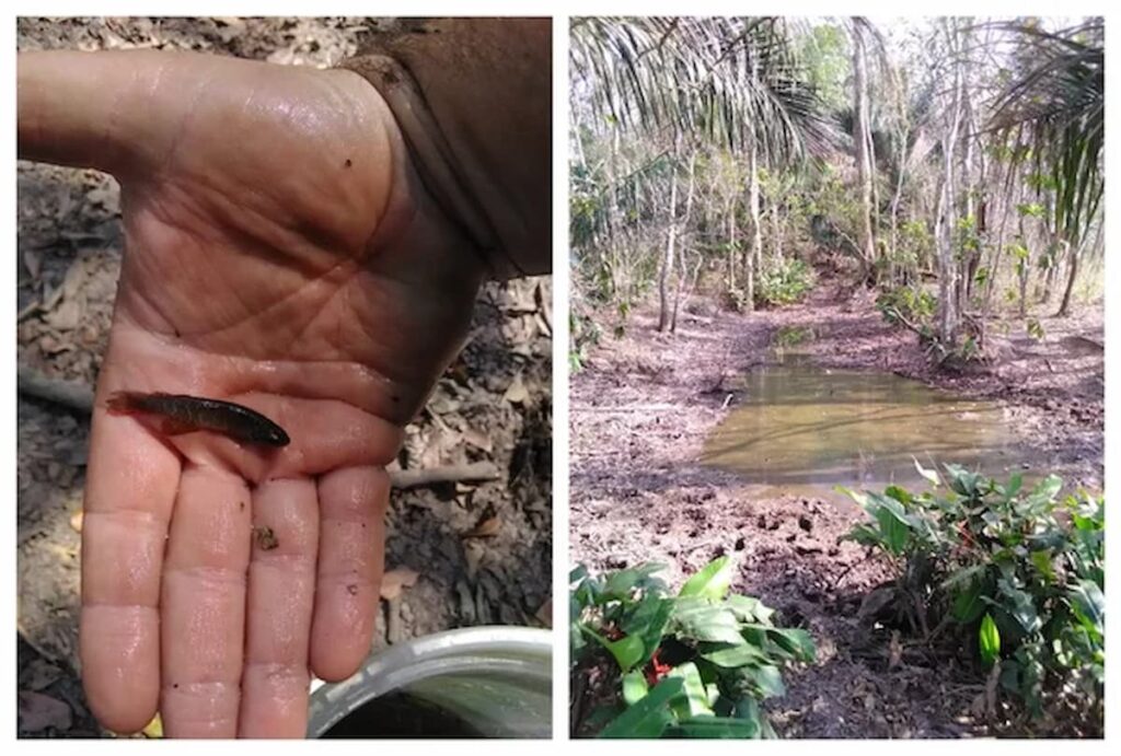 Pesquisador descobre nova espécie de peixe que vive fora d'água