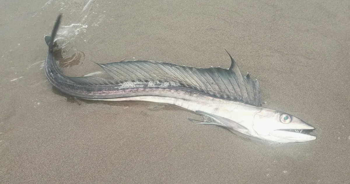 Lancetfish, peixe canibal, está aparecendo morto nas praias de Oregon