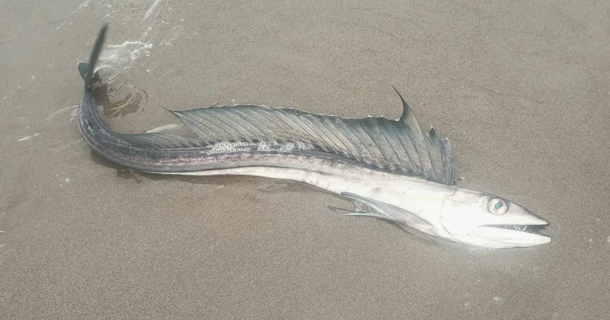 Cannibal fish on Oregon beaches have scientists intrigued;  look!