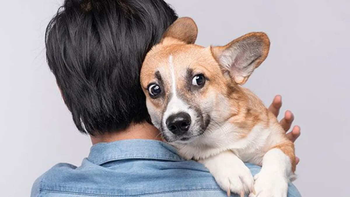 Por que não devemos abraçar nossos cães? Entenda o motivo