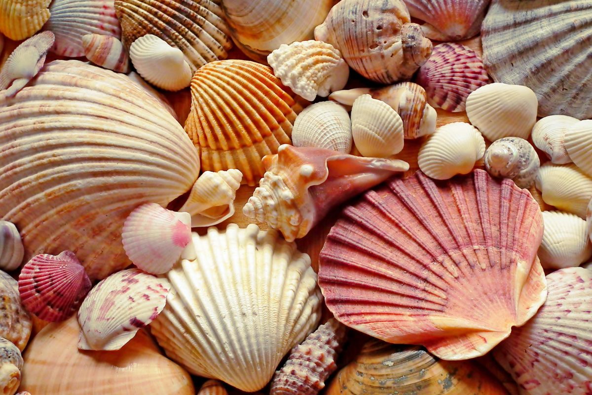 ¿Por qué no podemos recoger conchas en las playas?  Conoce los efectos negativos de esta práctica