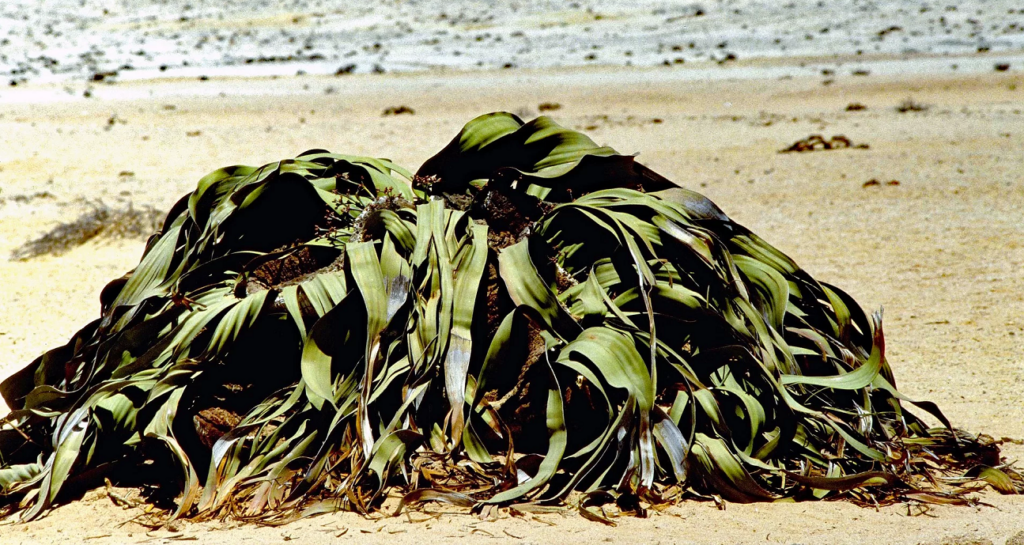 The Remarkable Welwitschia: A Unique Survivor of the Plant Kingdom