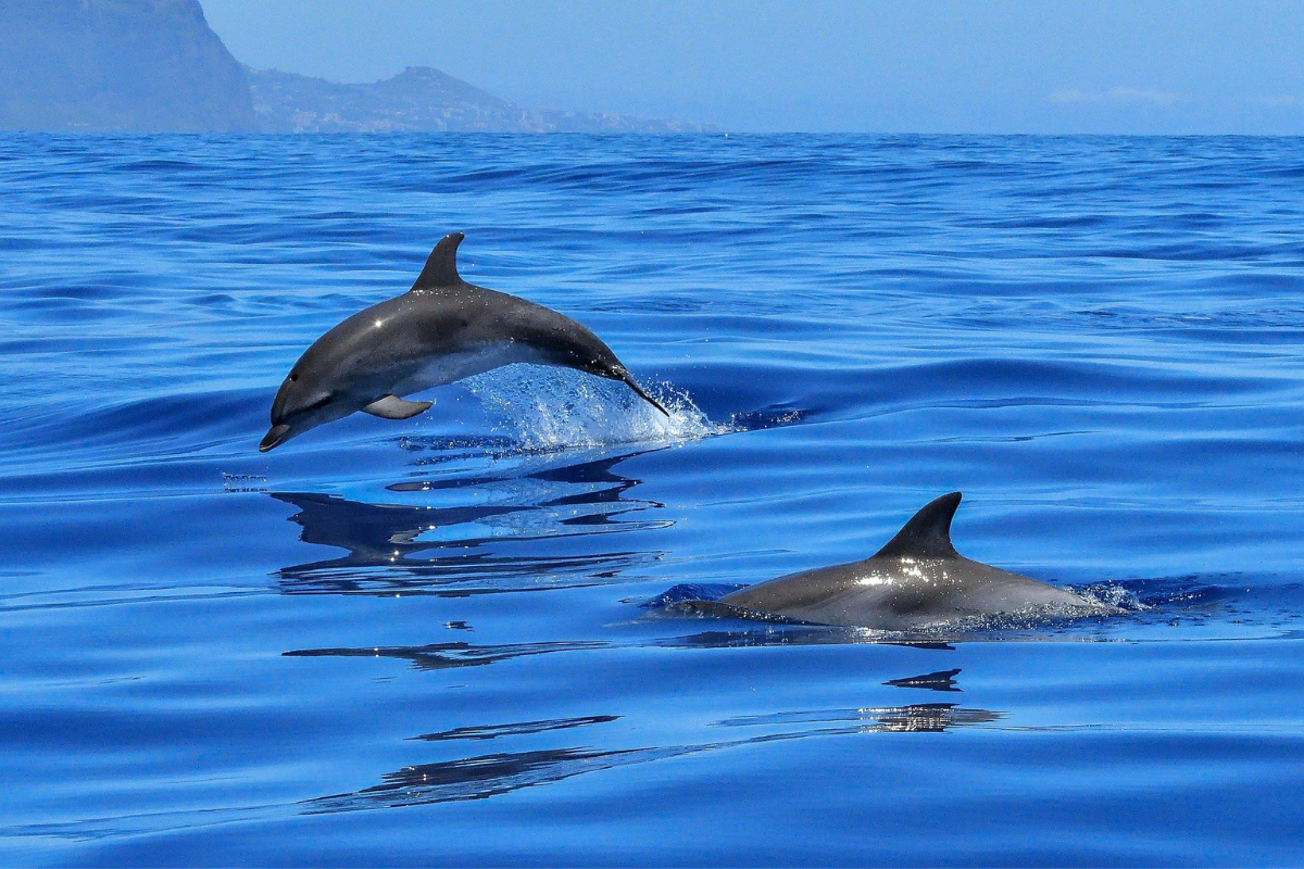 Delfines atacan a manatíes jóvenes sin motivo aparente