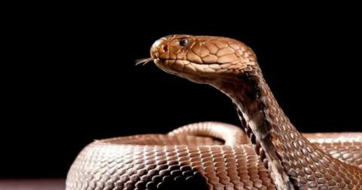 Primeiro registro de vocalização de cobra é feito por bolsistas da
