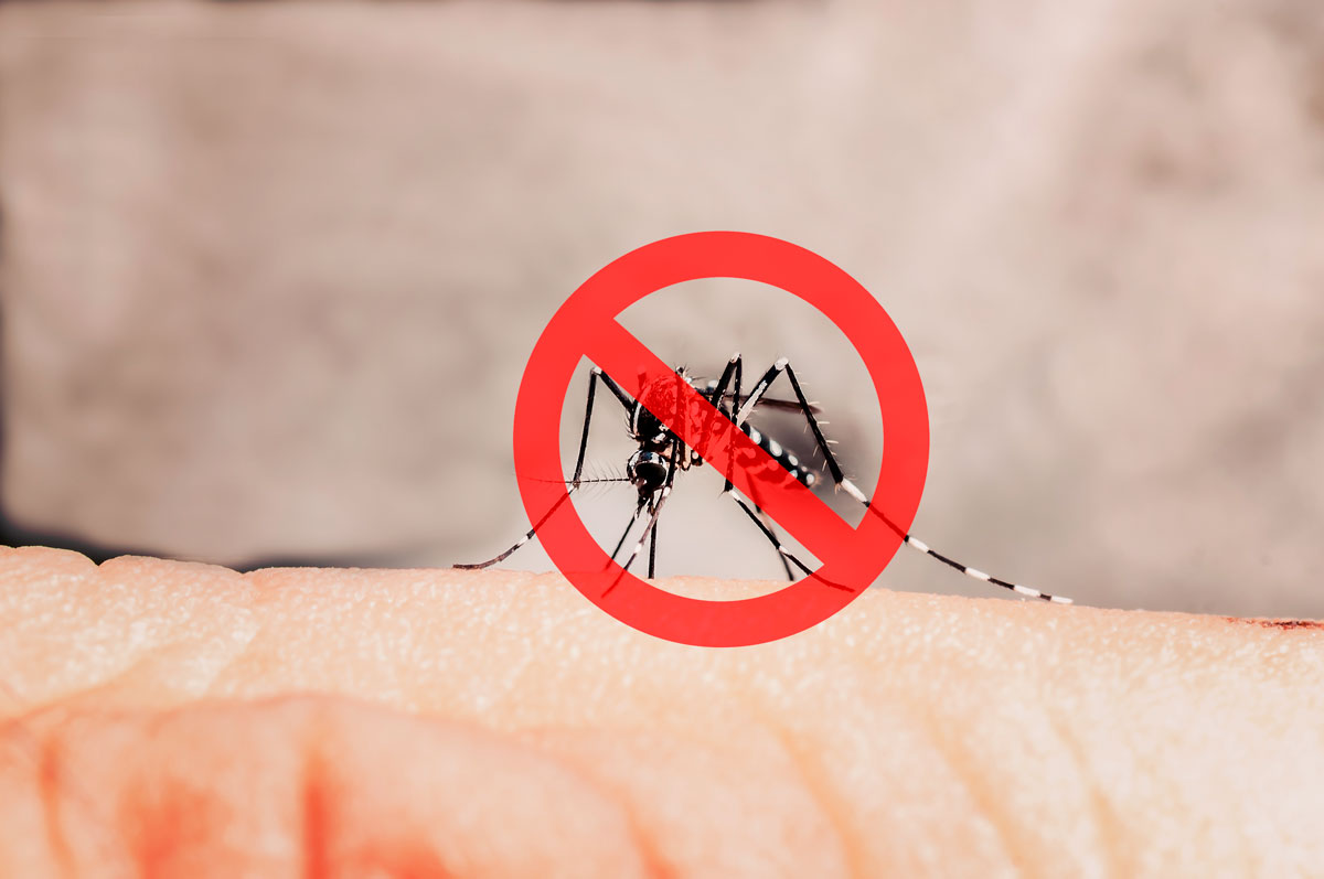 ¡No cualquier repelente!  Descubra cuál es la forma ideal de mantener alejados a los mosquitos del dengue