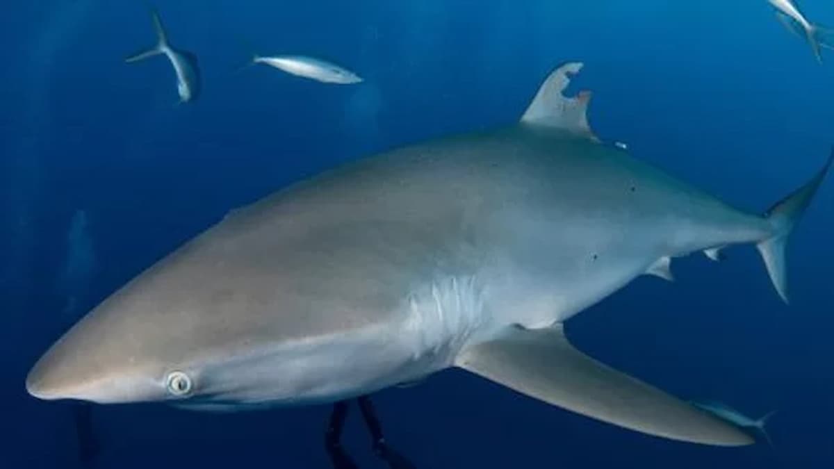 The shark manages to regenerate its lost fin in the encounter