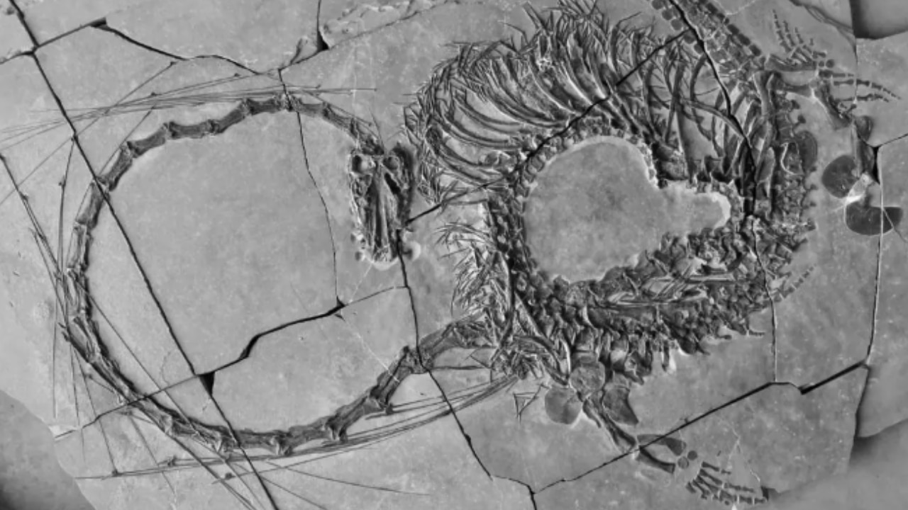 Un fósil de dragón de 240 millones de años despierta la curiosidad de los científicos