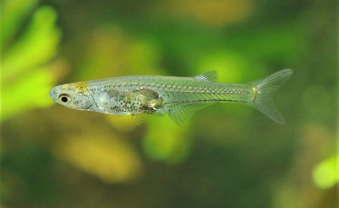 Einer der kleinsten Fische kann ein sehr lautes Geräusch machen